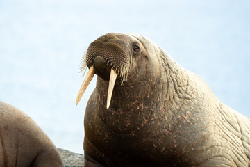 Fototapeta premium Morse, Odobenus rosmarus, Spitzberg, Svalbard, Norvège