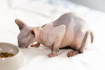 Portrait of sphinx cat with bowl of food