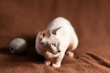 Purebred pedigree hairless domestic pet, kitten of Sphynx breed
