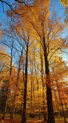 Fototapeta premium Autumn forest canopy