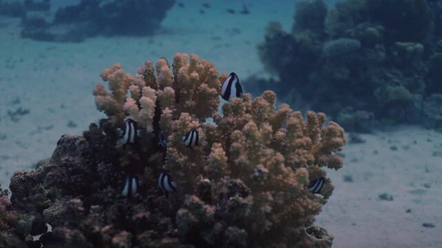 Coral structure rising from a light, sandy seabed. A congregation of small, black and white striped fish, Humbug Damselfish (Dascyllus aruanus), swims around the coral, using it for shelter.