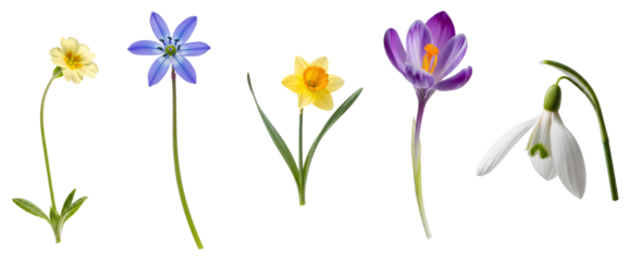 Colorful Title: Set of spring flowers including snowdrop crocus daffodil scilla and primrose PNG. Collection of fresh colorful blooms. Botanical garden elements for easter or mother's day design PNG