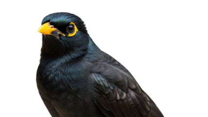 Close-up portrait of a black Myna bird with vibrant yellow beak and eye ring isolated PNG with Transparent Background
