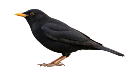 Common Blackbird with bright yellow beak and black feathers standing profile isolated PNG with Transparent Background