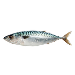 Fototapeta premium Mackerel fish isolated on with white background