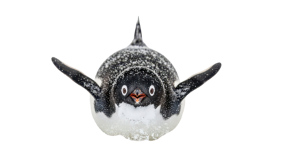 Adorable Penguin Covered in Snow with Outstretched Flippers Staring Directly at Camera isolated PNG with Transparent Background