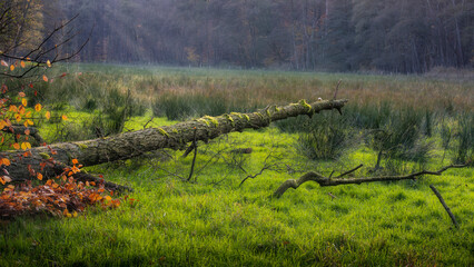 Ein umgest&uuml;rtzer Baum liegt in einer Weide in der N&auml;he des Backteiches vom Kloster Loccum von der der Abendsonne beleuchtet