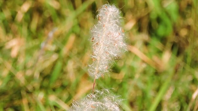 Closeup cogon grass wind in the air