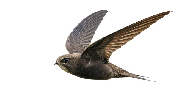 Brown common swift bird flying with outstretched wings isolated PNG with Transparent Background
