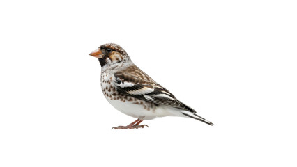 Eurasian Tree Sparrow bird with brown and white feathers isolated PNG with Transparent Background