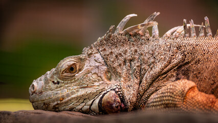 Nahaufnahme eines bunten Leguans