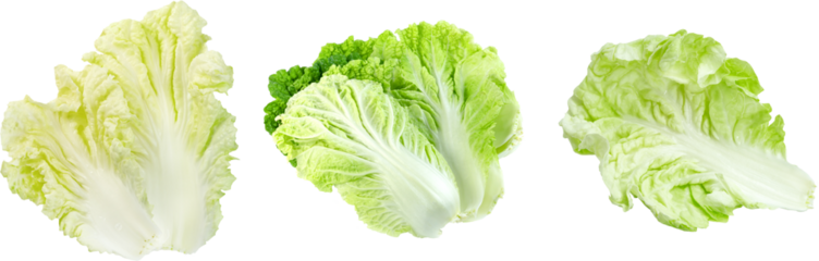 Set of Fresh cabbage leaf Fresh green leaf of Chinese cabbage . Vibrant Chinese Napa cabbage showcases freshness and healthy eating against a pristine white backdrop offering culinary potential