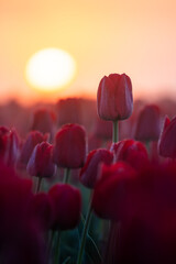 Holl&auml;ndisches Tulpenfeld zum Sonnenaufgang