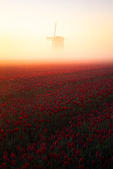 Tulpenfeld mit Windm&uuml;hle zum Sonnenaufgang.