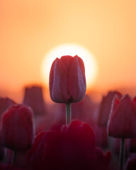 Holl&auml;ndisches Tulpenfeld zum Sonnenaufgang