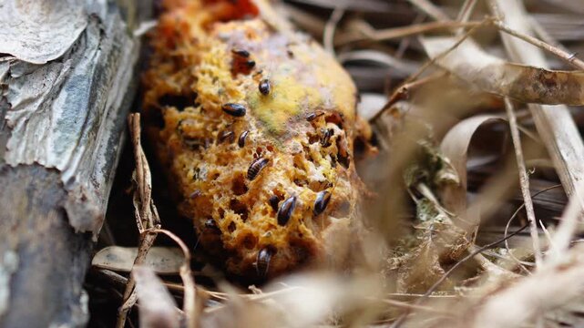 Animals living in organic waste, such as insects and larvae, showing natural decomposition process and ecosystem cycle.