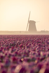 Tulpenfeld mit Windm&uuml;hle zum Sonnenaufgang.