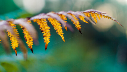 Heure dor&eacute;e dans la for&ecirc;t des Landes de Gascogne, avec vue rapproch&eacute;e sur sa v&eacute;g&eacute;tation
