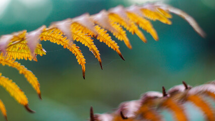 Heure dor&eacute;e dans la for&ecirc;t des Landes de Gascogne, avec vue rapproch&eacute;e sur sa v&eacute;g&eacute;tation