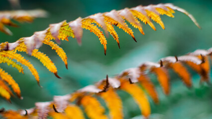 Heure dor&eacute;e dans la for&ecirc;t des Landes de Gascogne, avec vue rapproch&eacute;e sur sa v&eacute;g&eacute;tation