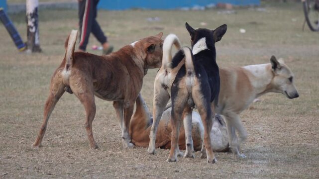 Indian Village Street Dogs Playfully Interacting in Open Field