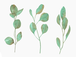 Watercolor Eucalyptus, watercolor eucalyptus branches and leaves. Hand painted isolated on white background.