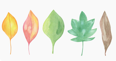 Watercolor Colorful leaves Illustration. Hand painted isolated on white background.