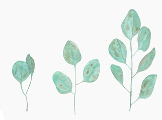 Watercolor Eucalyptus, watercolor eucalyptus branches and leaves. Hand painted isolated on white background.