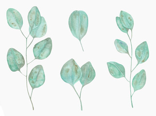Watercolor Eucalyptus, watercolor eucalyptus branches and leaves. Hand painted isolated on white background.