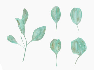 Watercolor Eucalyptus, watercolor eucalyptus branches and leaves. Hand painted isolated on white background.