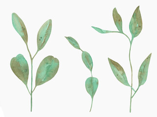 Watercolor Eucalyptus, watercolor eucalyptus branches and leaves. Hand painted isolated on white background.