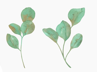 Watercolor Eucalyptus, watercolor eucalyptus branches and leaves. Hand painted isolated on white background.