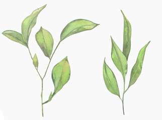 Watercolor Floral, watercolor green tea branches and leaves Illustration. Hand painted isolated on white background.