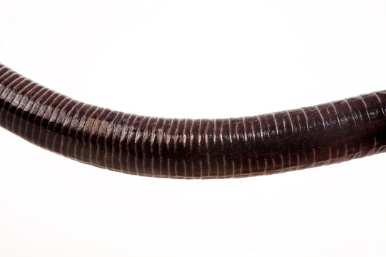 belly side of the Gaboon caecilian // Bauchseite einer Kamerun-Blindw&uuml;hle (Geotrypetes seraphini)