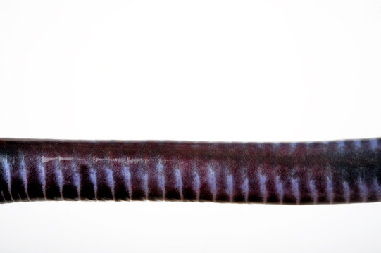 ventral view of the Gaboon caecilian // Seiten-Ansicht einer Kamerun-Blindw&uuml;hle (Geotrypetes seraphini)