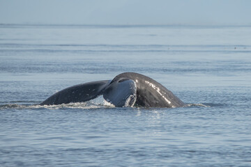 Fototapeta premium a humpback whale tail 