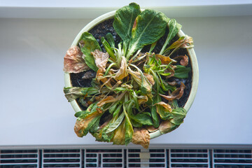 A withering plant standing on a windowsill near a radiator during the heating season indoors, affected by dry air.