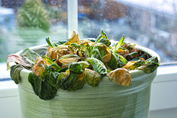 A withering plant standing on a windowsill near a radiator during the heating season indoors, affected by dry air.