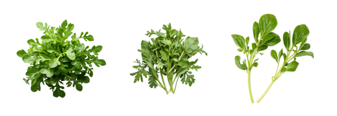 Fresh raw arugula leaves isolated on a transparent background