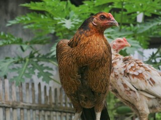 Native indonesian free-range chicken (Ayam Kampung) perching on bamboo fence. Ideal for organic farming, poultry livestock, and traditional agriculture theme