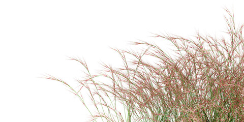 Close up grass isolated on transparent