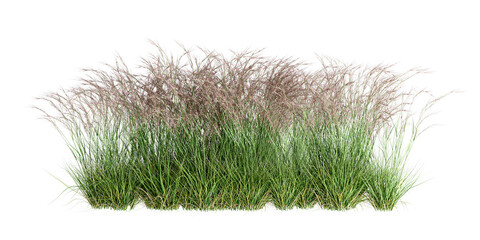 grass isolated on white background