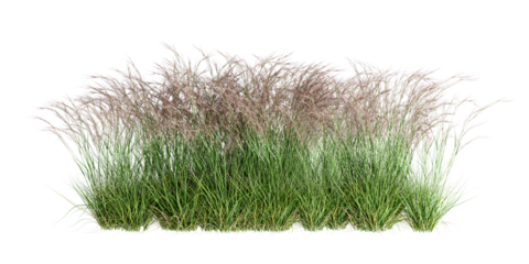 grass isolated on white background
