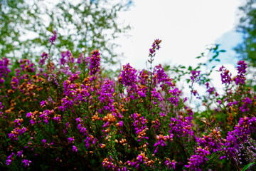 Obraz premium Close up of purple heather flowers 