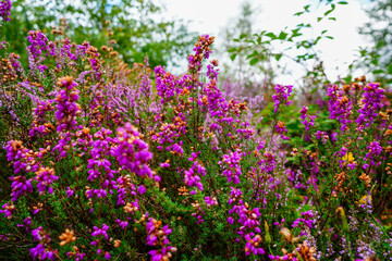 Fototapeta premium Close up of purple heather flowers 