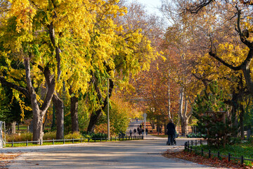 A city park on a bright autumn morning, sunlight and shadows, yellow and golden autumn leaves on the trees, beautiful nature. © soleg