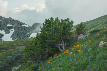 Dramatic view to vivid orange flowers of trollius under small cedar on green grassy flowering steep slope against sharp rock ridge under cloudy sky. Evening scenery with wild alpine flora among rocks.