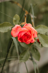 close-up of single vibrant red rose. Vibrant color against a blurred green background.