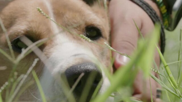 Perro Beagle sabueso jugando.