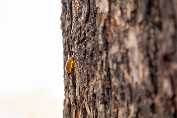 Amber tree resin on rough bark with white background, minimalist nature detail and natural organic texture